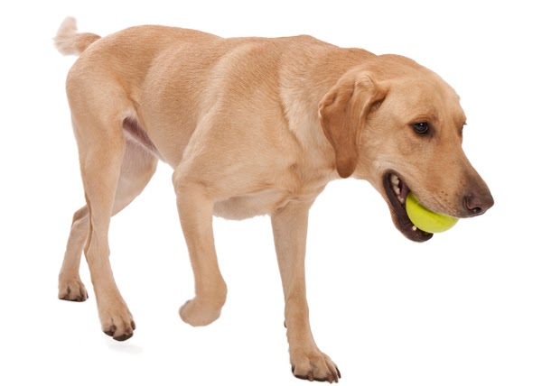 West Paw Jive Dog Ball Large – мяч для собак