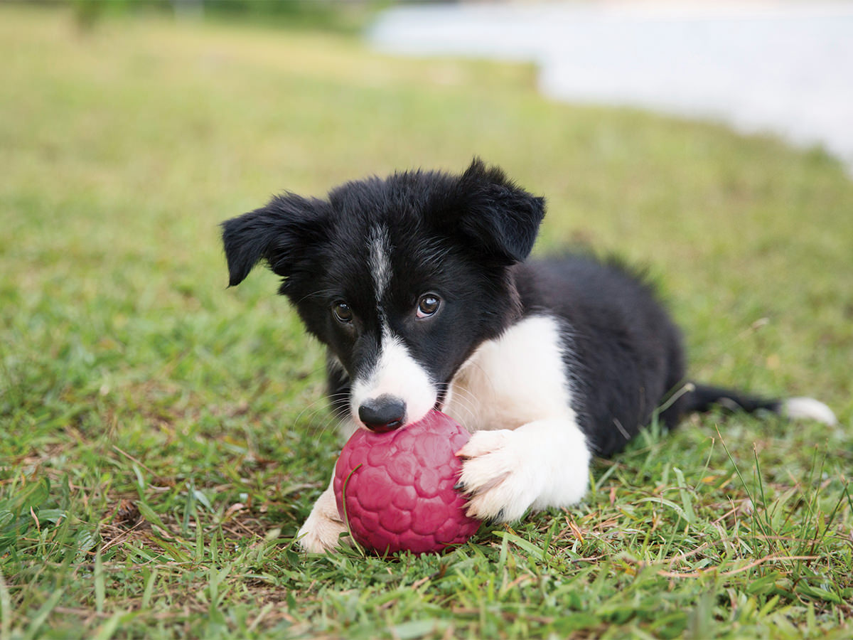 Boz Air Dog Ball S – м'яч для собак