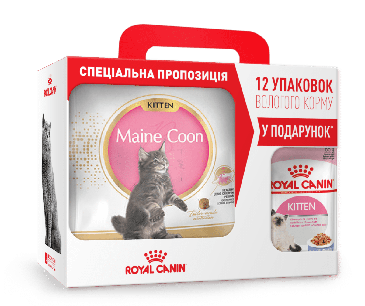 ROYAL CANIN MAINE COON KITTEN – сухий корм для кошенят породи мейн-кун